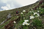 36 Anemone narcissino (Anemone narcissiflora)